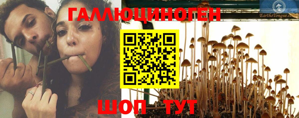 Аша  Псилоцибиновые грибы Psilocybe  Вход с VPN 